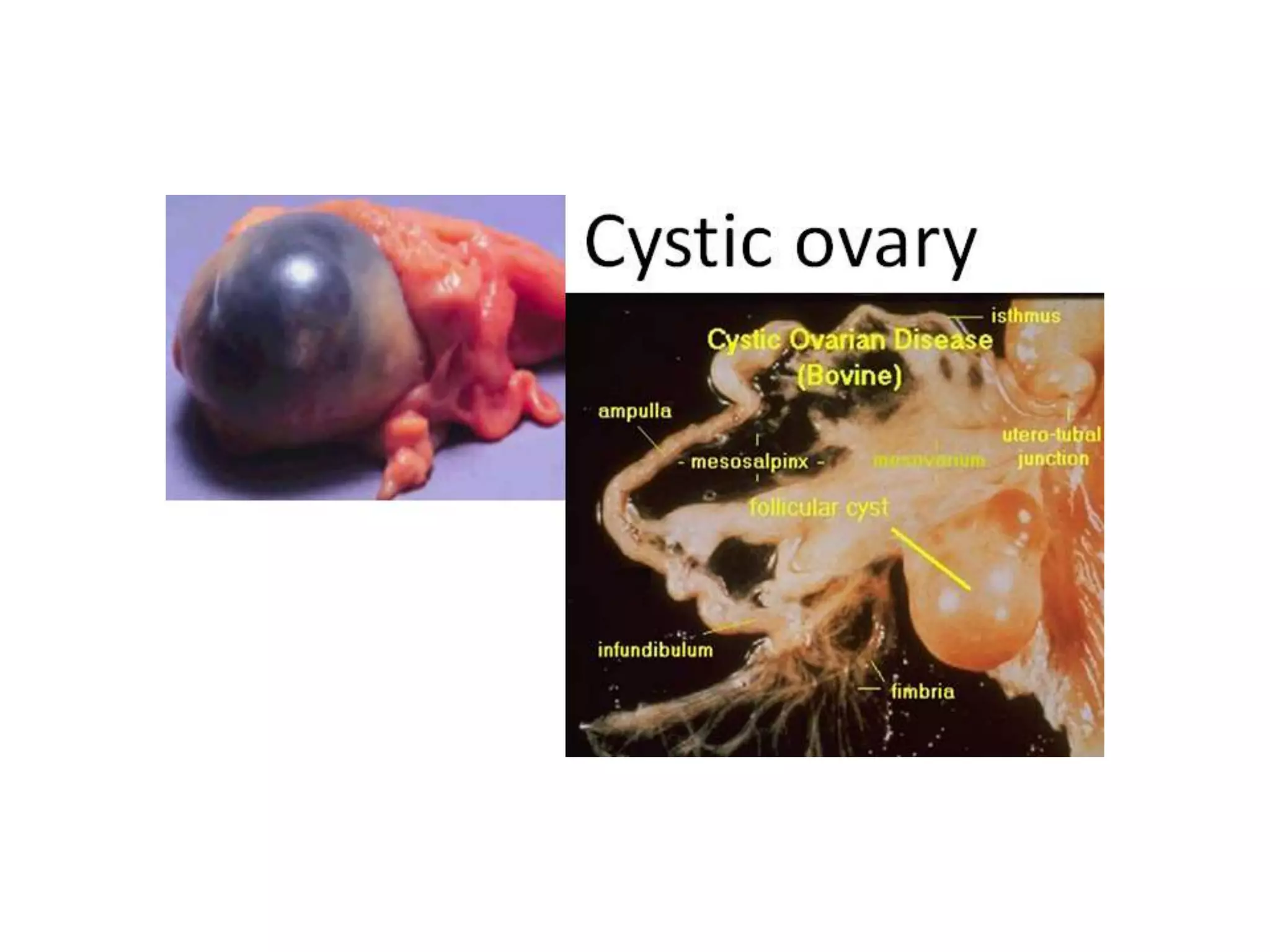 Part 1 - Theriogenology Practical Revision - 1st Term - Class 2012