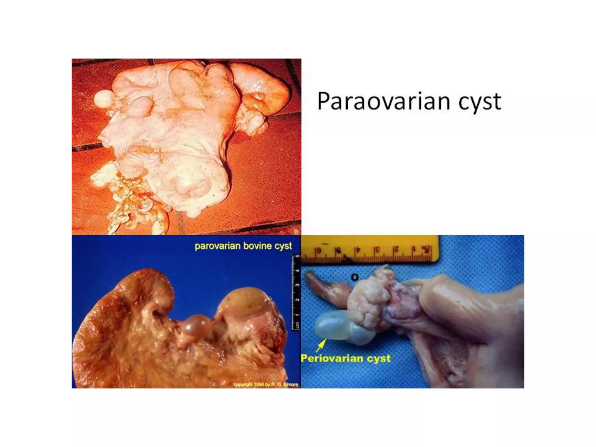 Part 1 - Theriogenology Practical Revision - 1st Term - Class 2012