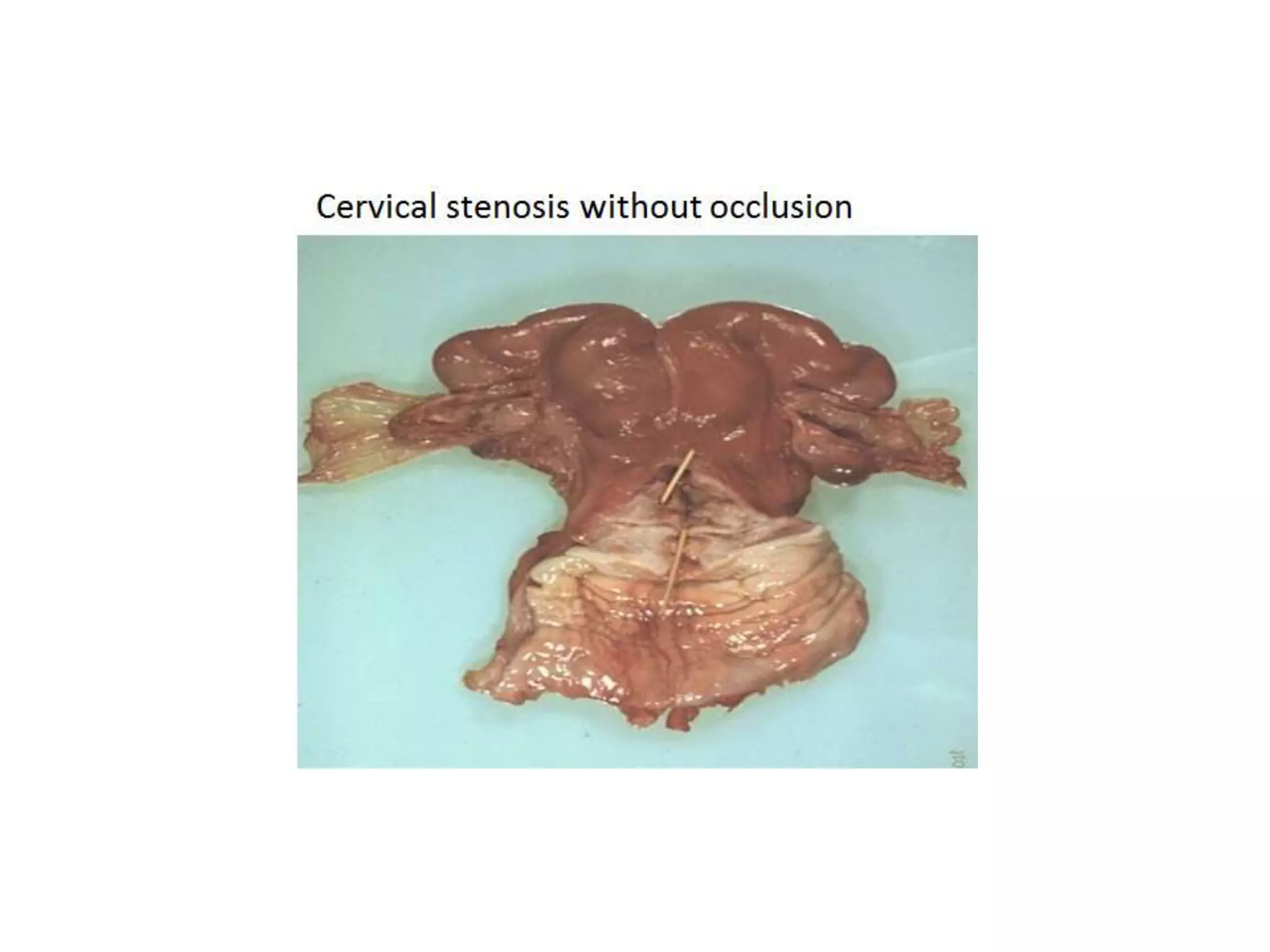 Part 1 - Theriogenology Practical Revision - 1st Term - Class 2012