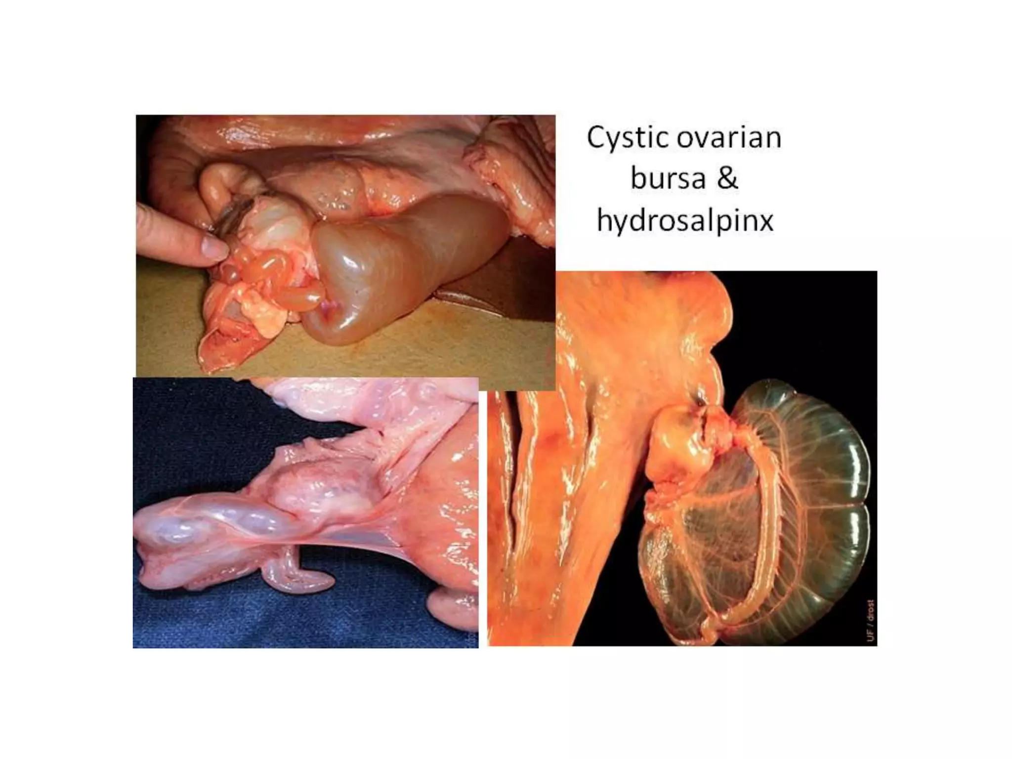 Part 1 - Theriogenology Practical Revision - 1st Term - Class 2012