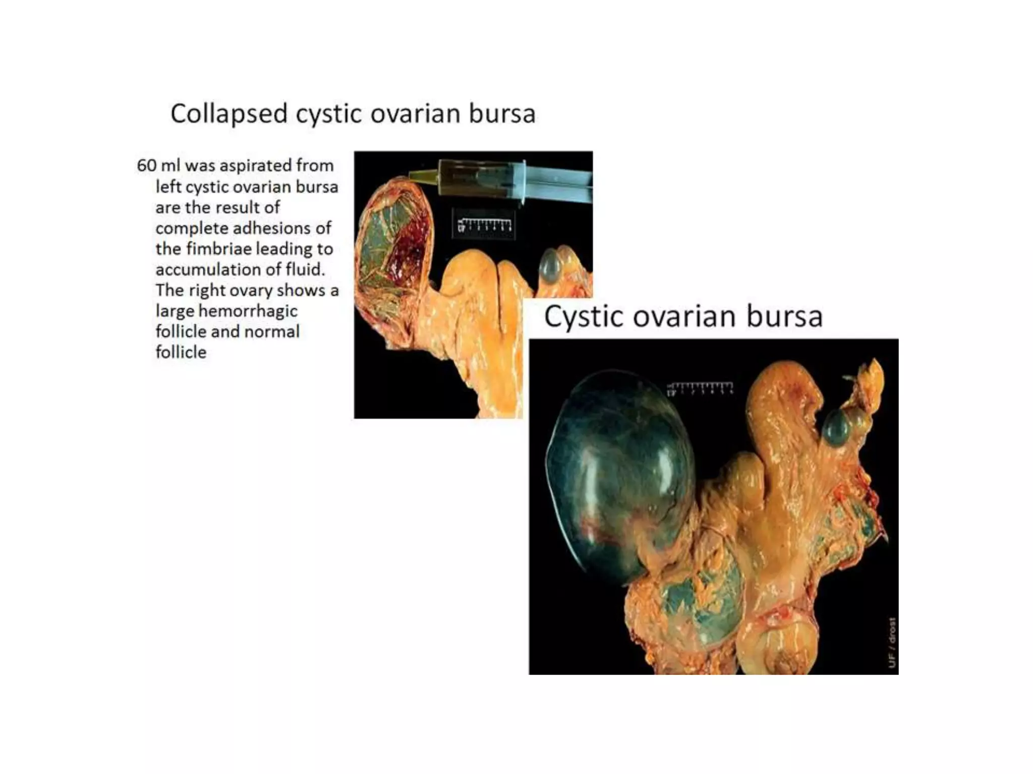 Part 1 - Theriogenology Practical Revision - 1st Term - Class 2012