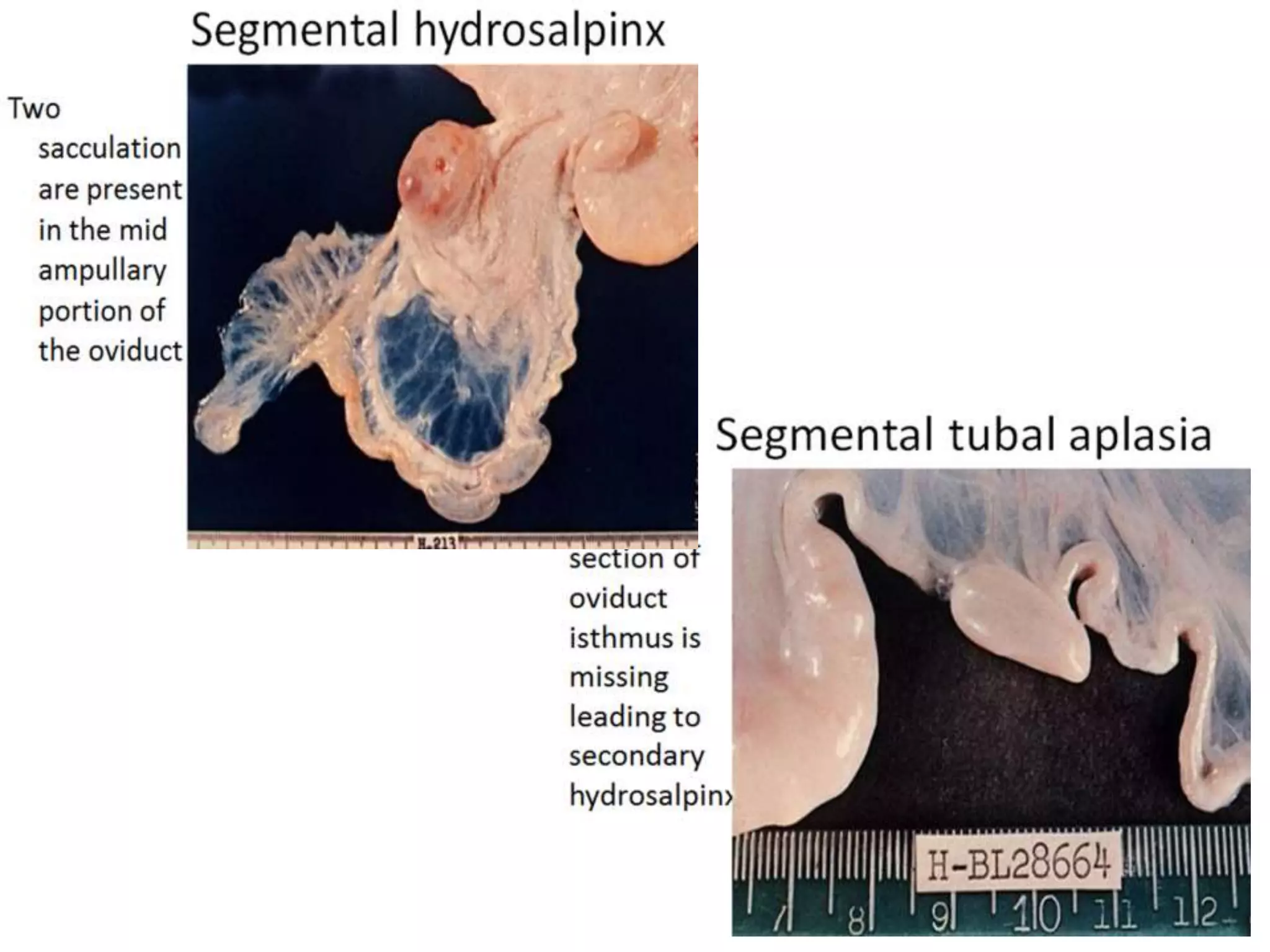 Part 1 - Theriogenology Practical Revision - 1st Term - Class 2012