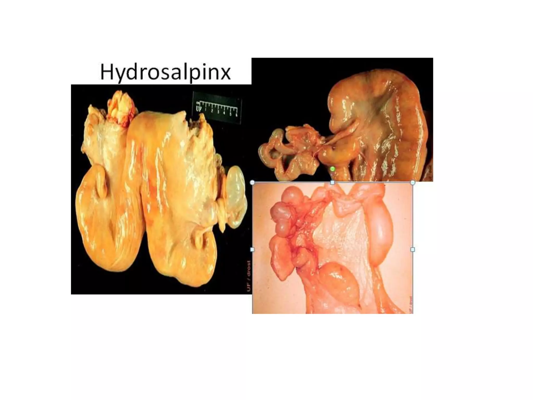 Part 1 - Theriogenology Practical Revision - 1st Term - Class 2012