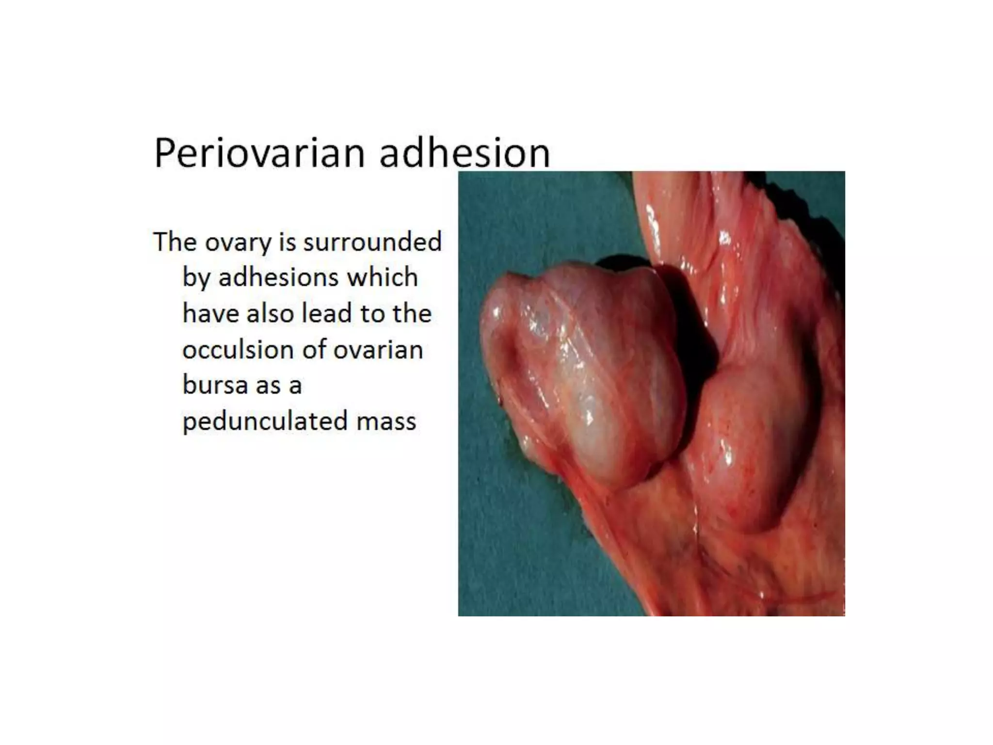 Part 1 - Theriogenology Practical Revision - 1st Term - Class 2012
