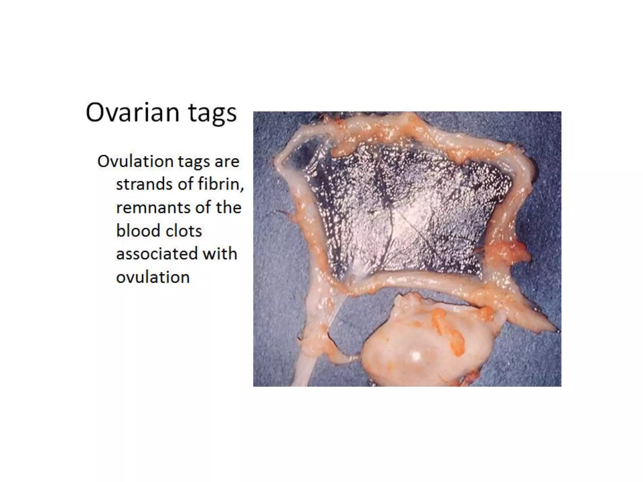 Part 1 - Theriogenology Practical Revision - 1st Term - Class 2012