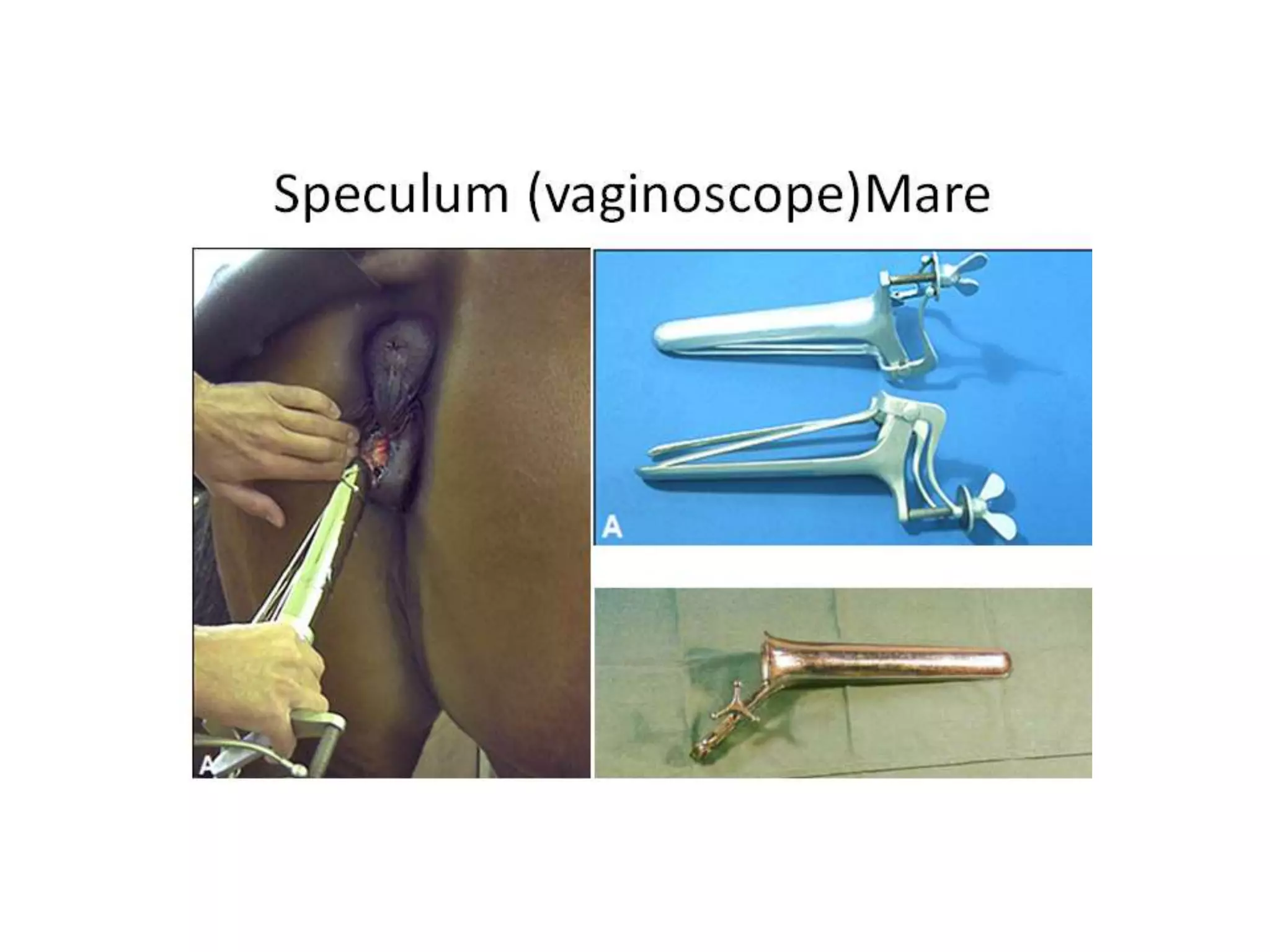 Part 1 - Theriogenology Practical Revision - 1st Term - Class 2012