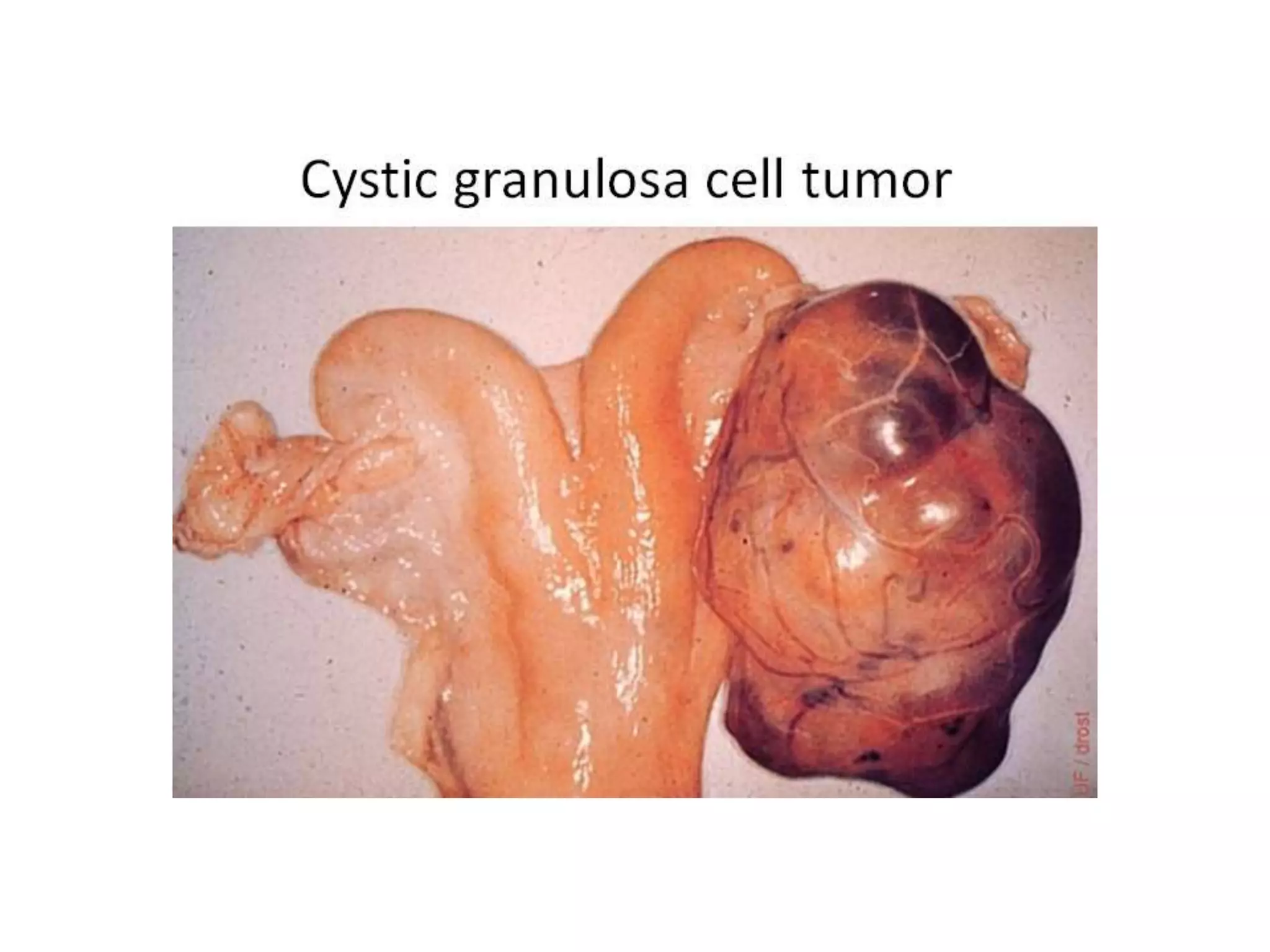 Part 1 - Theriogenology Practical Revision - 1st Term - Class 2012