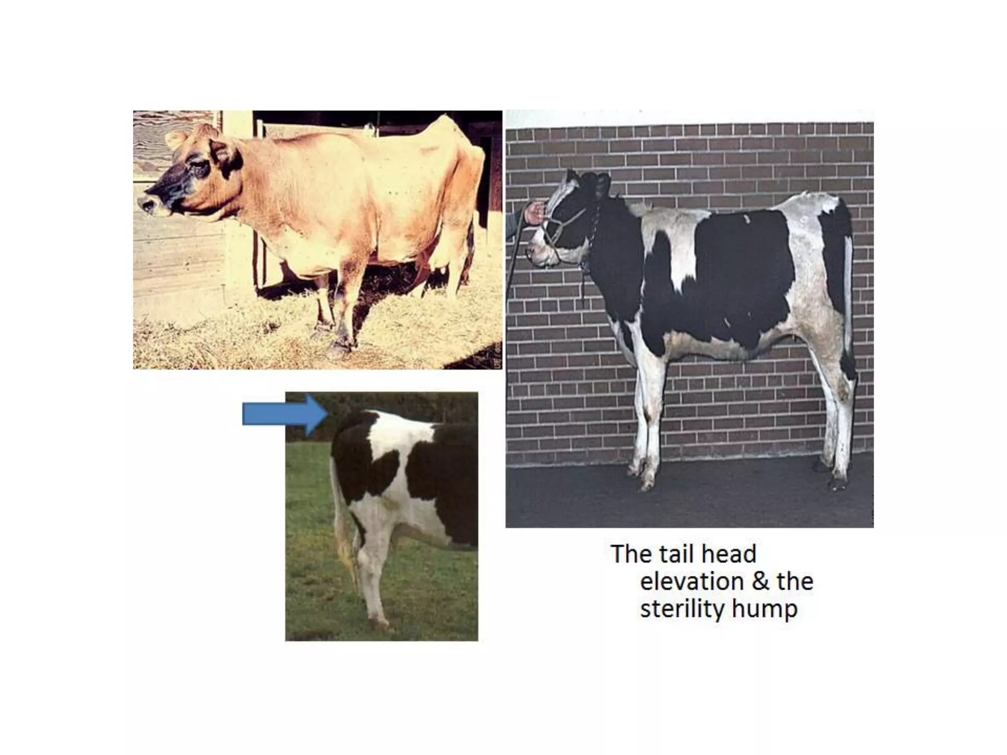 Part 1 - Theriogenology Practical Revision - 1st Term - Class 2012