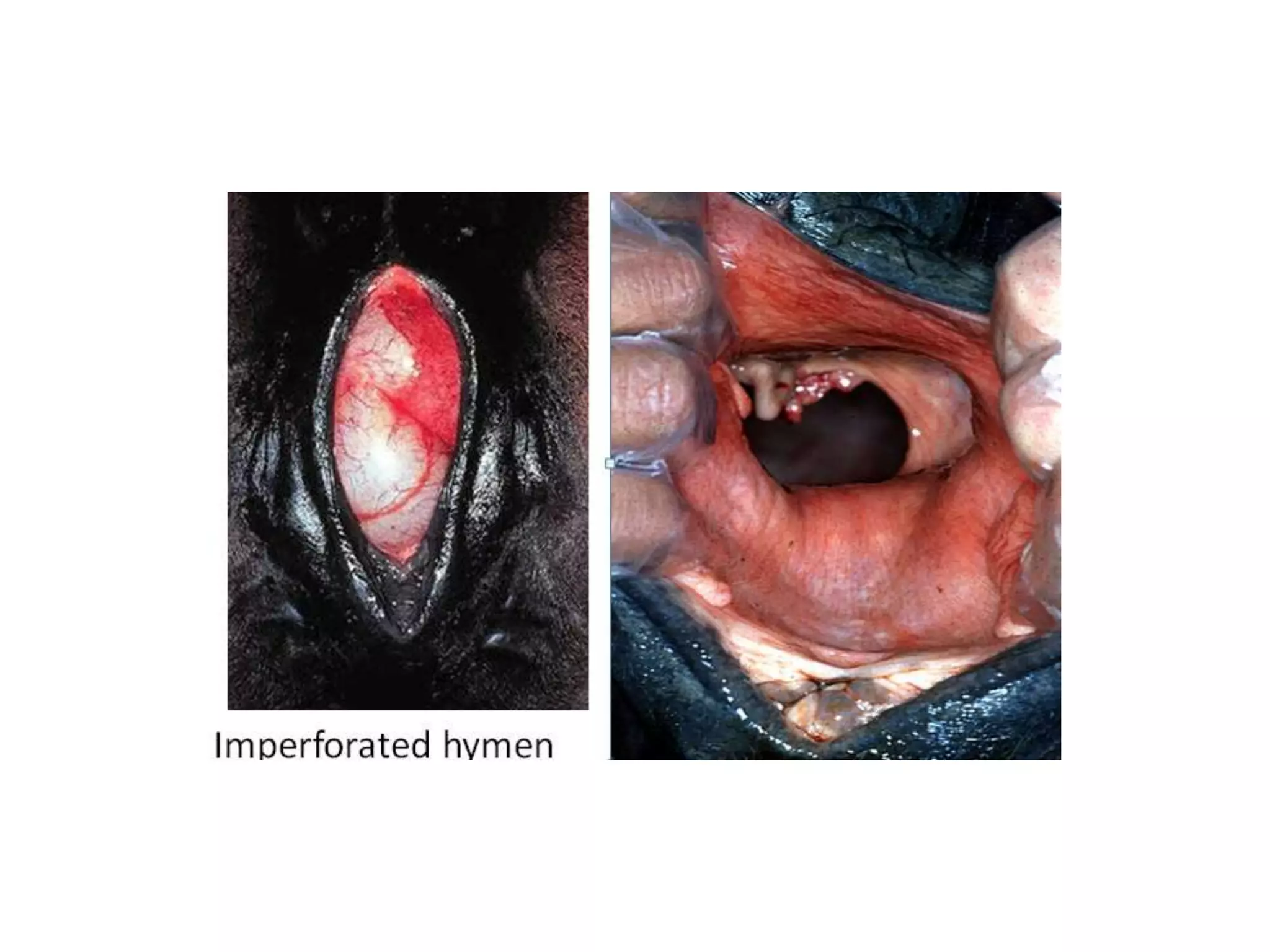 Part 1 - Theriogenology Practical Revision - 1st Term - Class 2012