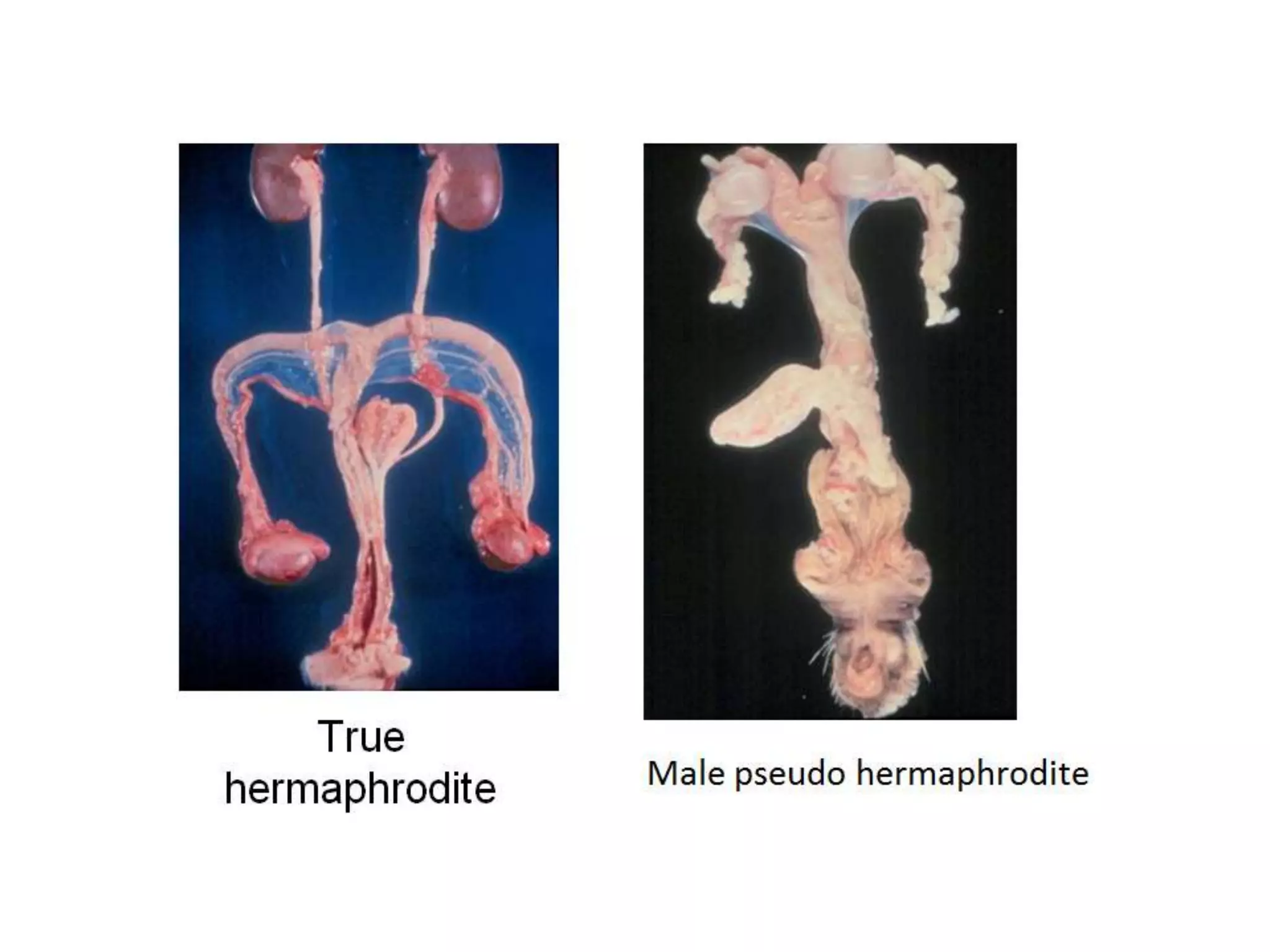 Part 1 - Theriogenology Practical Revision - 1st Term - Class 2012