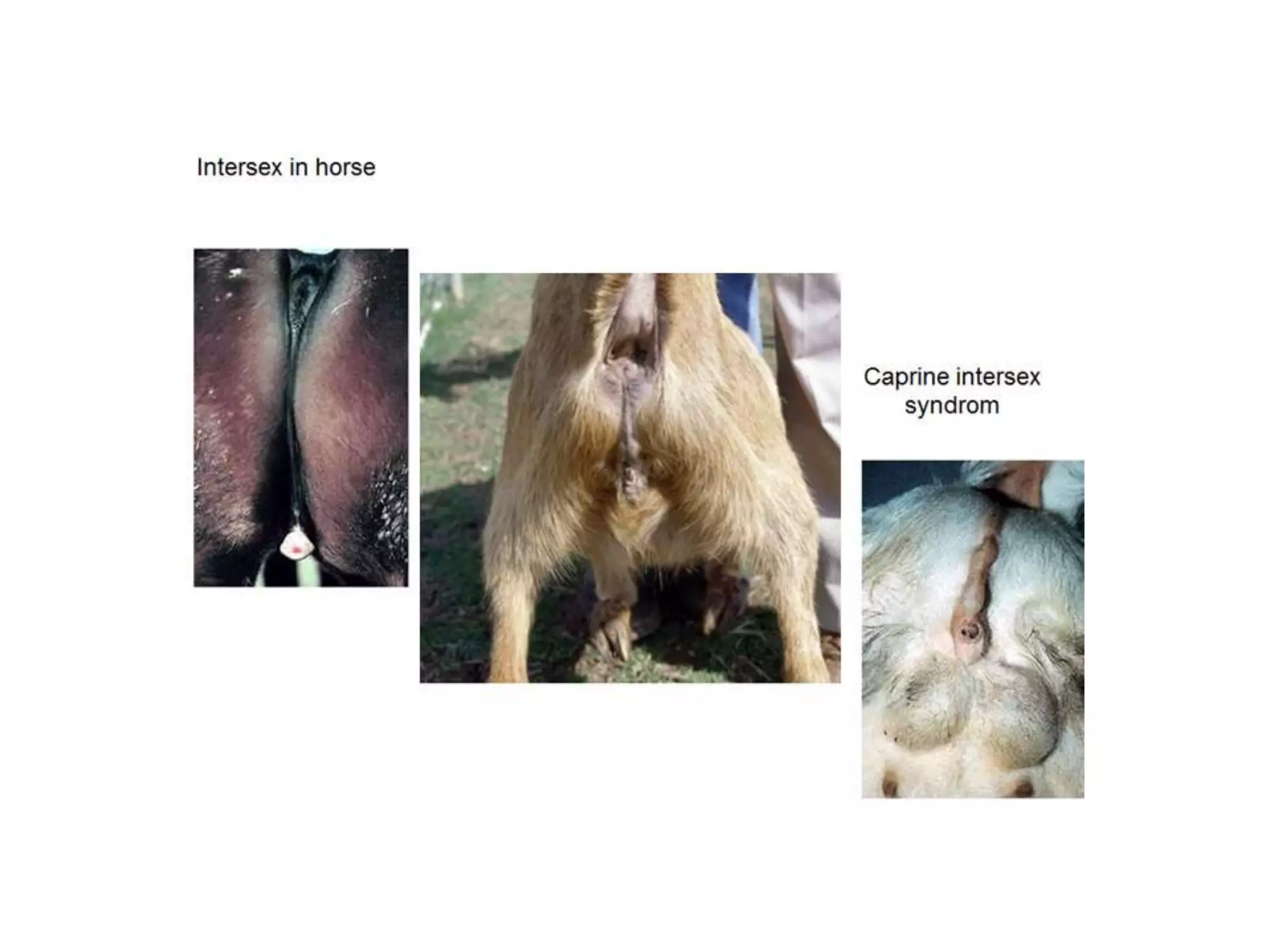 Part 1 - Theriogenology Practical Revision - 1st Term - Class 2012