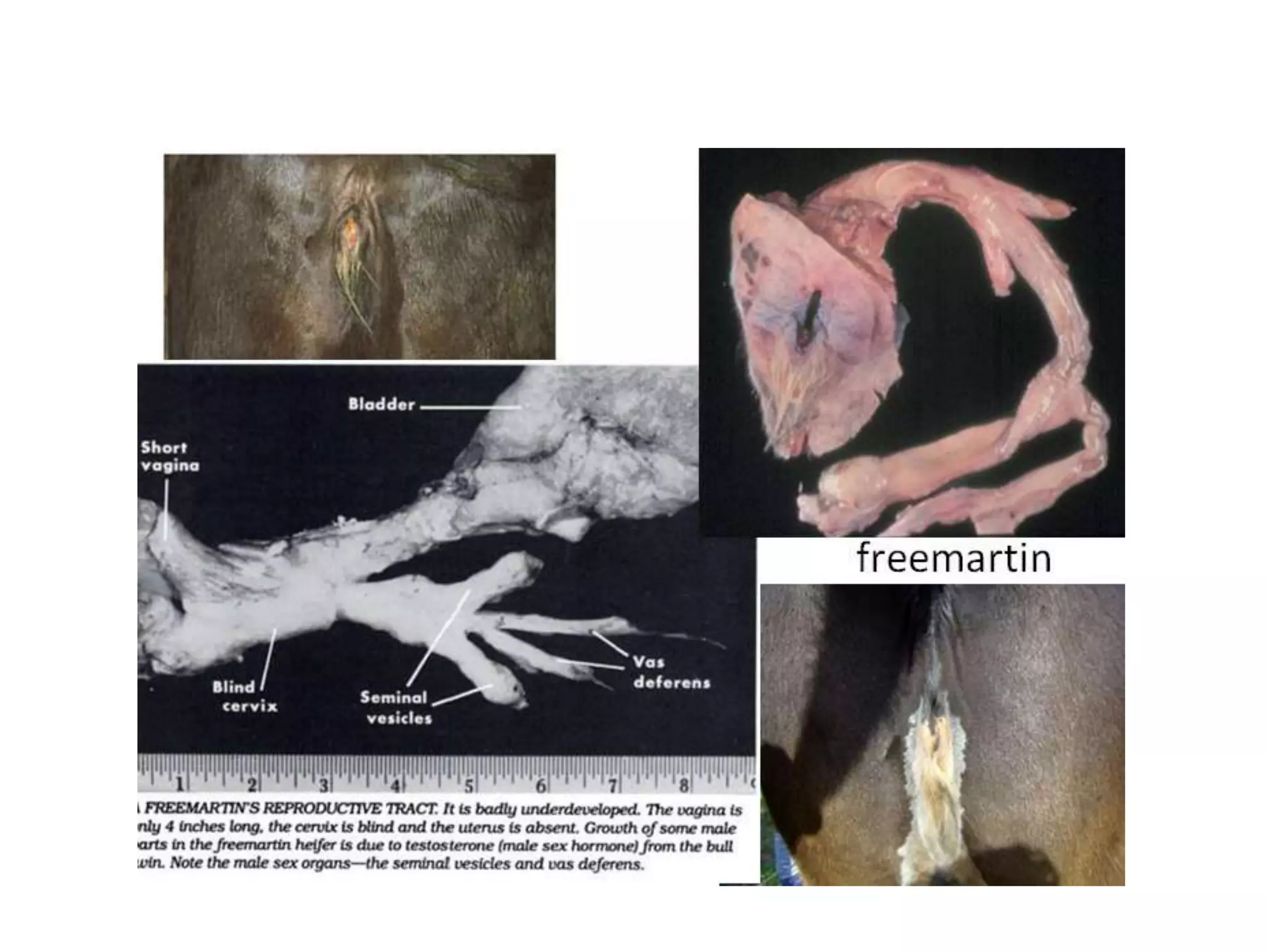 Part 1 - Theriogenology Practical Revision - 1st Term - Class 2012