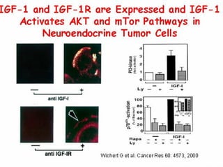 Gary K. Schwartz, ASCO 2007
 