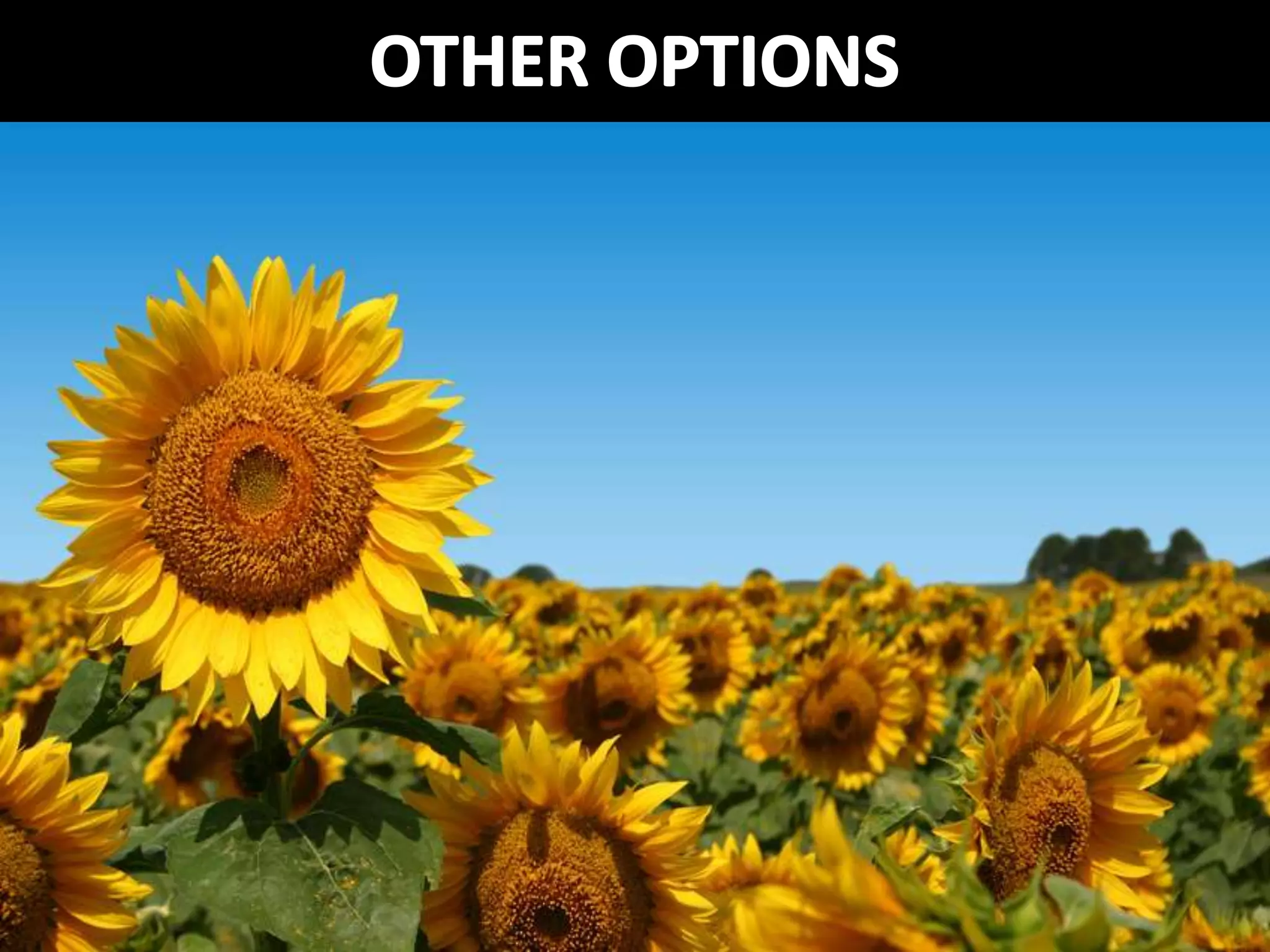 Digital Scholarship From the Bottom Up: The Library's Role in Open Access Student Journals (Netspeed 2013)