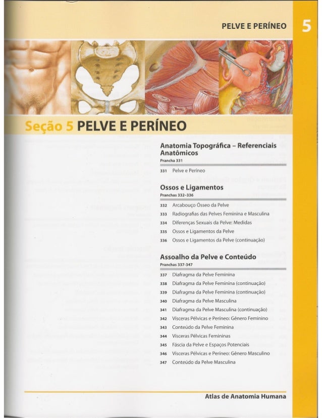 atlas de anatomia humana netter pdf portugues