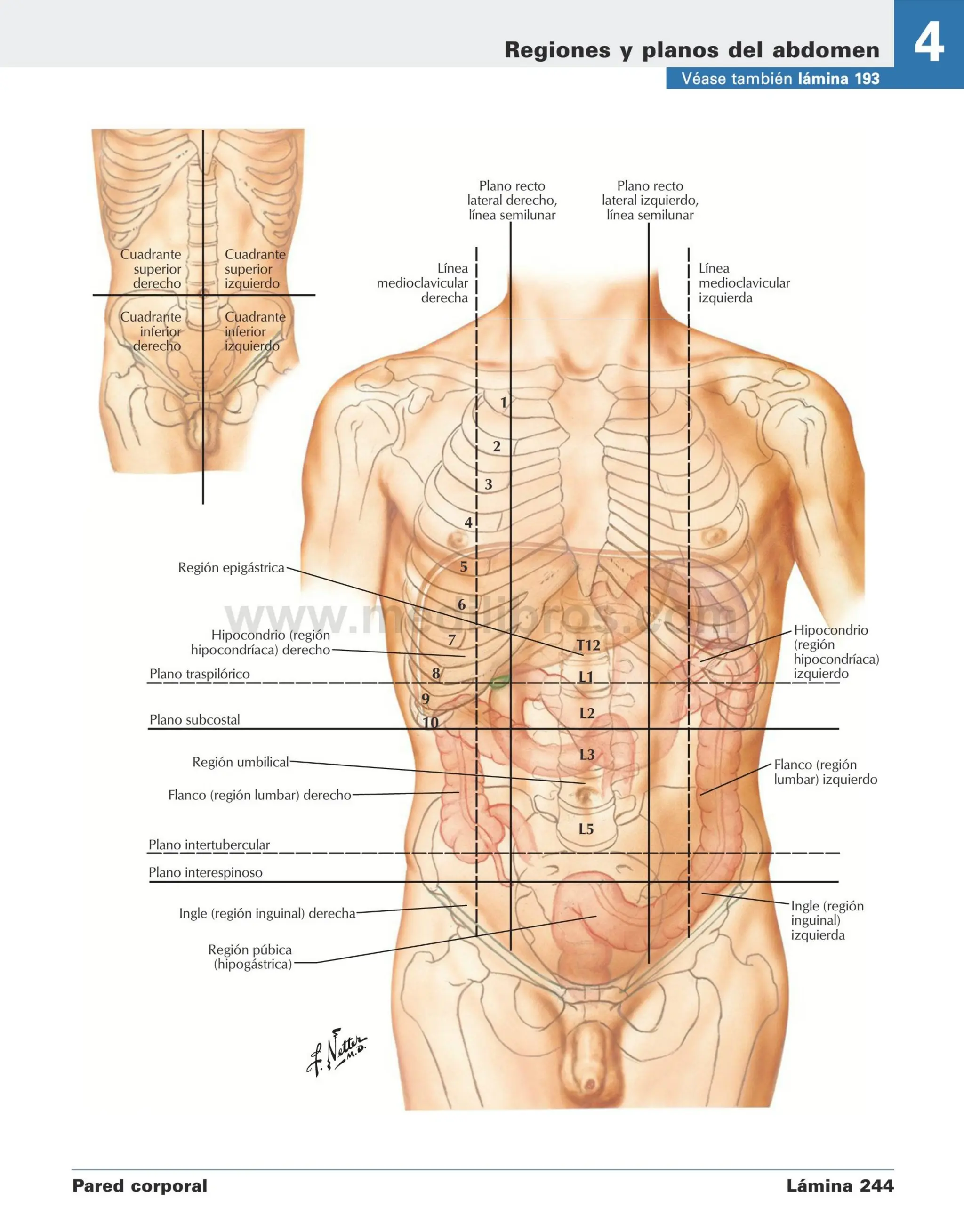 Stomach Netter NETTER ABDOMEN anatomia para medicina netter | PDF