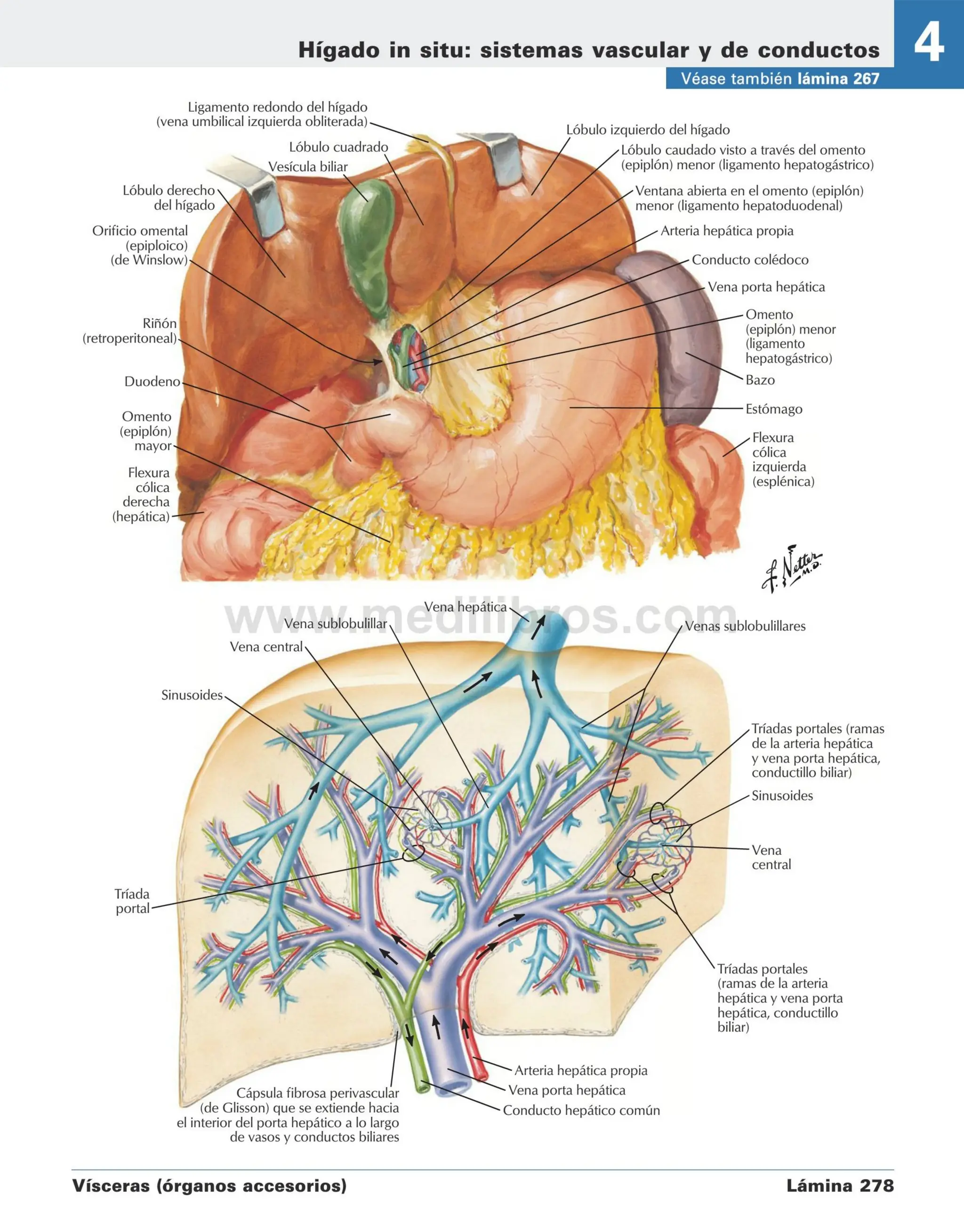 Stomach Netter NETTER ABDOMEN anatomia para medicina netter | PDF