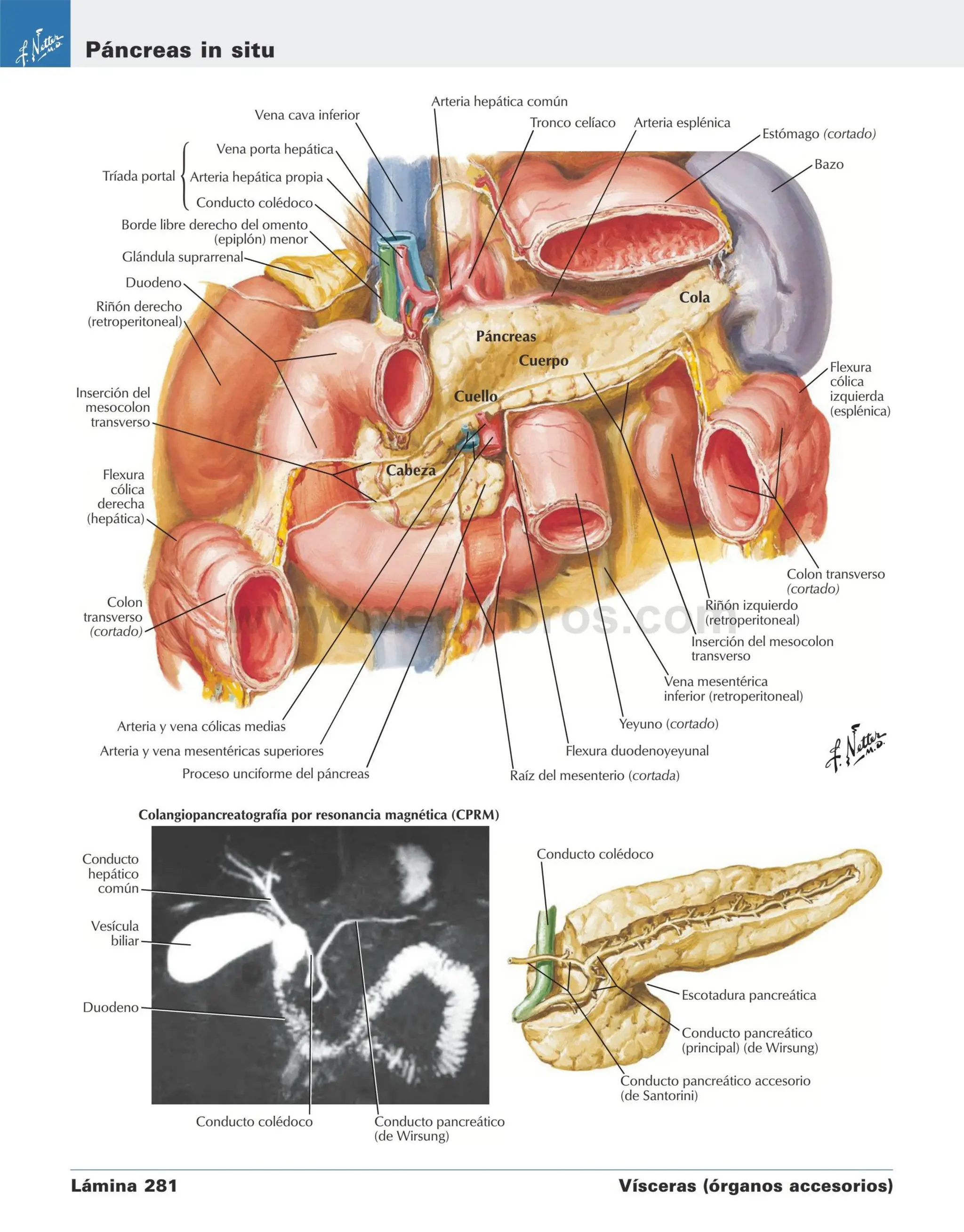 Stomach Netter NETTER ABDOMEN anatomia para medicina netter | PDF