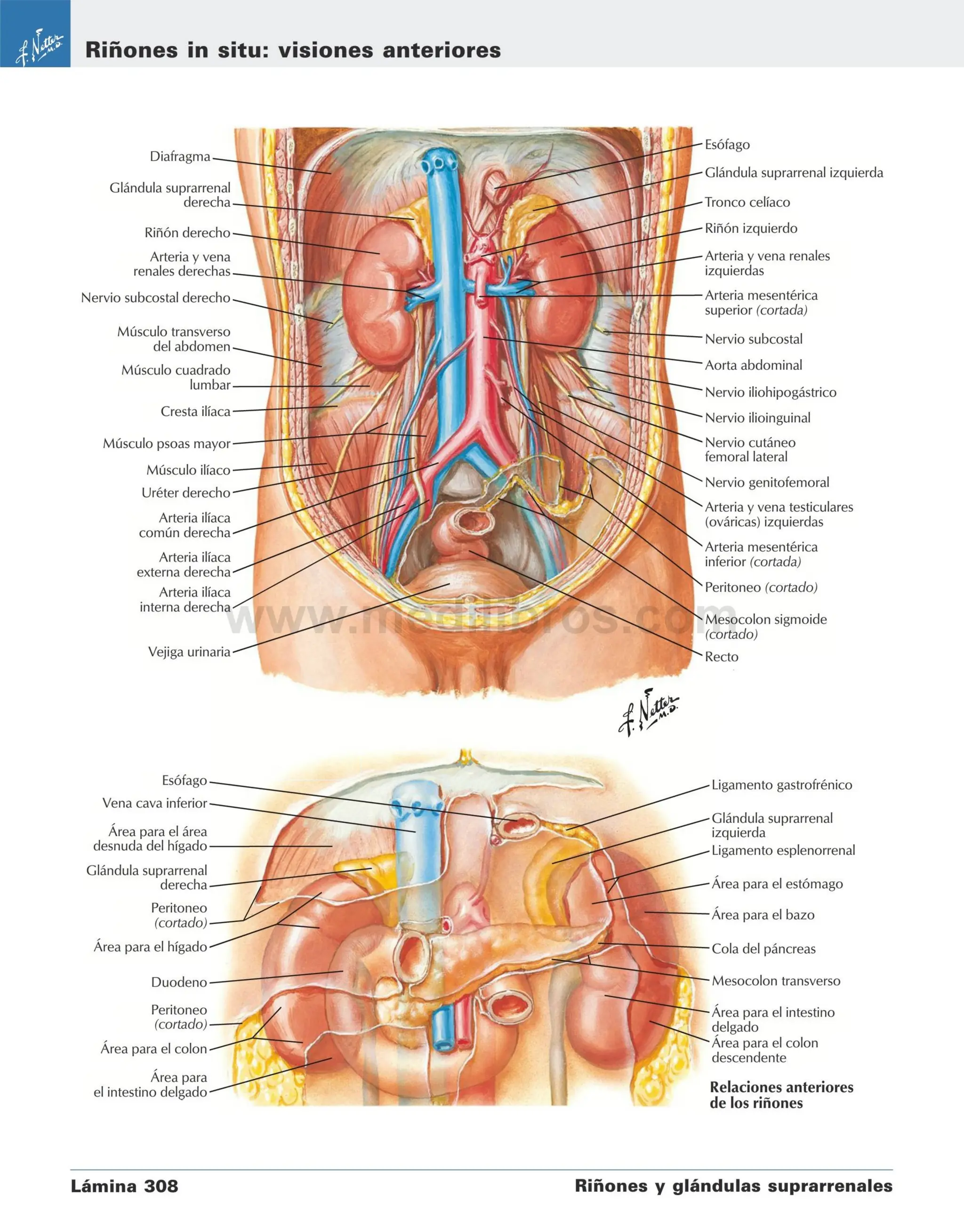 Stomach Netter NETTER ABDOMEN anatomia para medicina netter | PDF