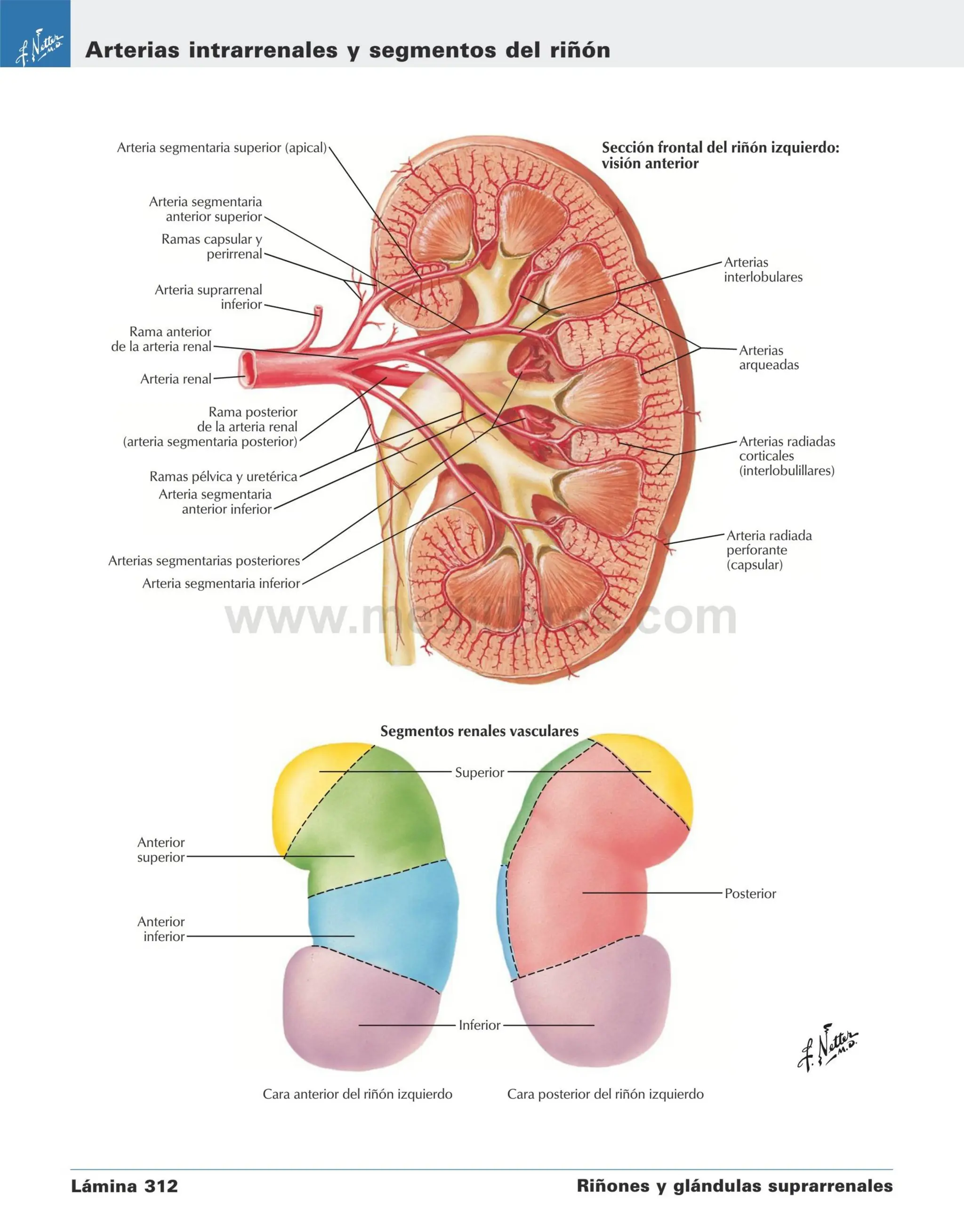 NETTER ABDOMEN anatomia para medicina netter | PDF