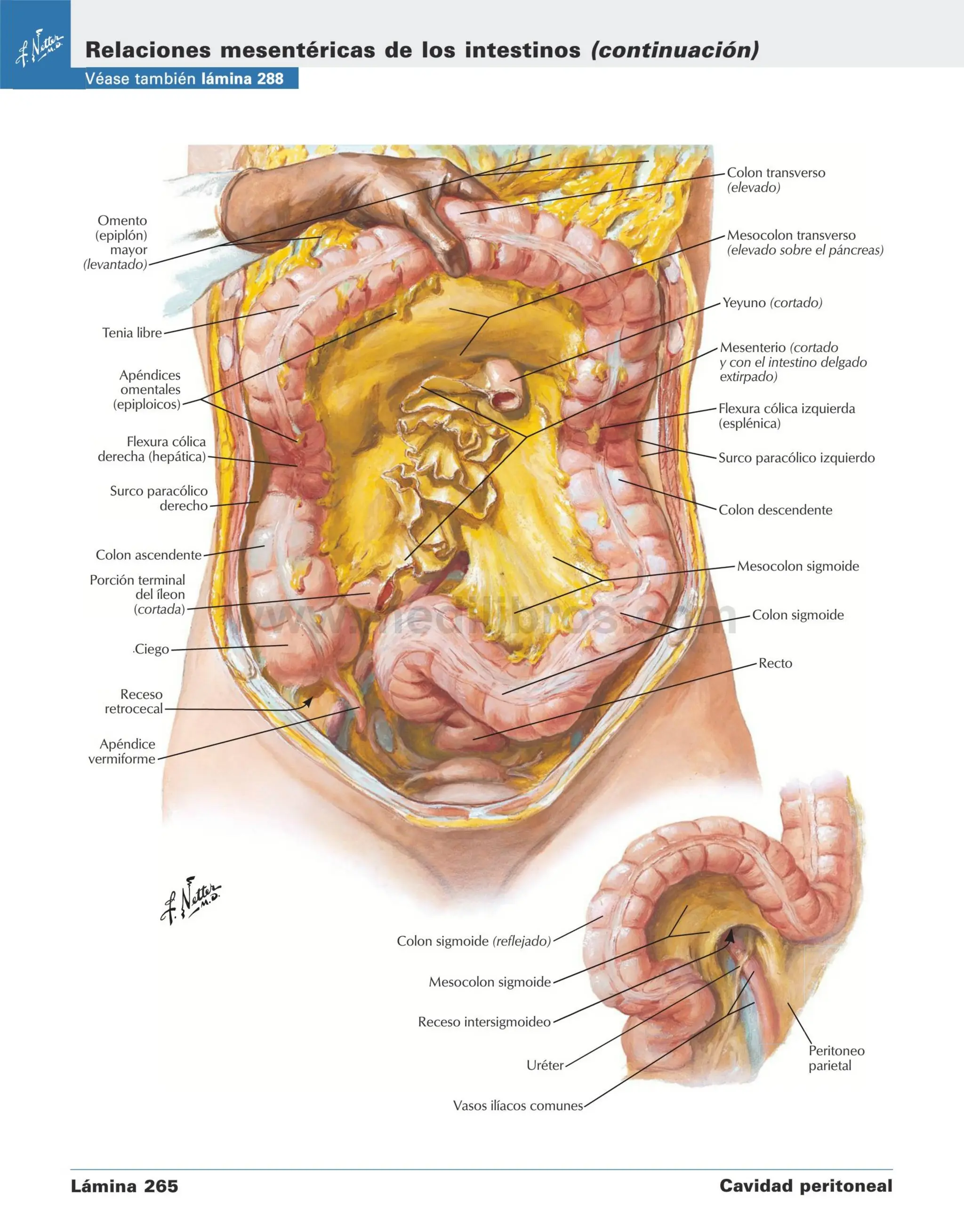 Stomach Netter NETTER ABDOMEN anatomia para medicina netter | PDF