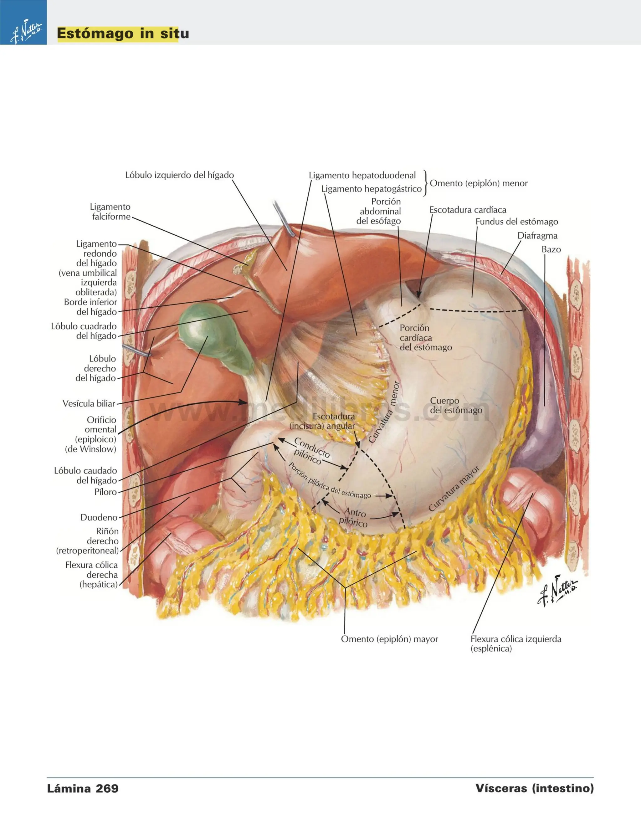Stomach Netter NETTER ABDOMEN anatomia para medicina netter | PDF