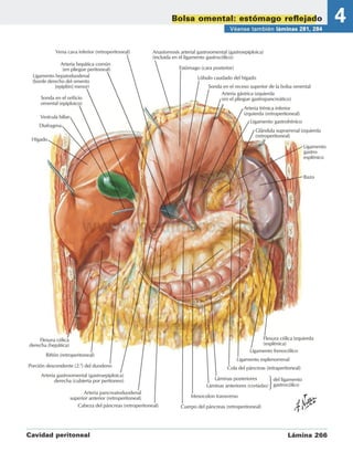 Stomach Netter NETTER ABDOMEN anatomia para medicina netter | PDF