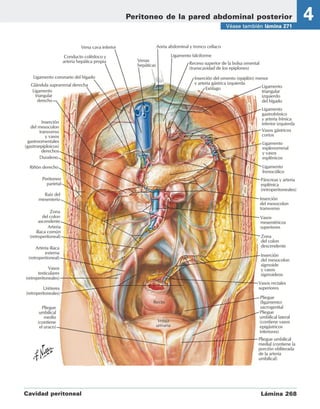 Stomach Netter NETTER ABDOMEN anatomia para medicina netter | PDF