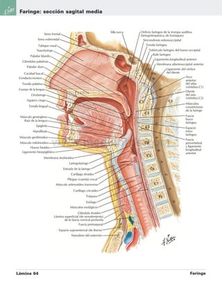 Netter Anatomía: Tu guía visual al cuerpo humano.pdf