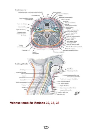 Netter Atlas de Anatomia Humana 7a Edicion.pdf
