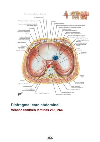 Netter Atlas de Anatomia Humana 7a Edicion.pdf