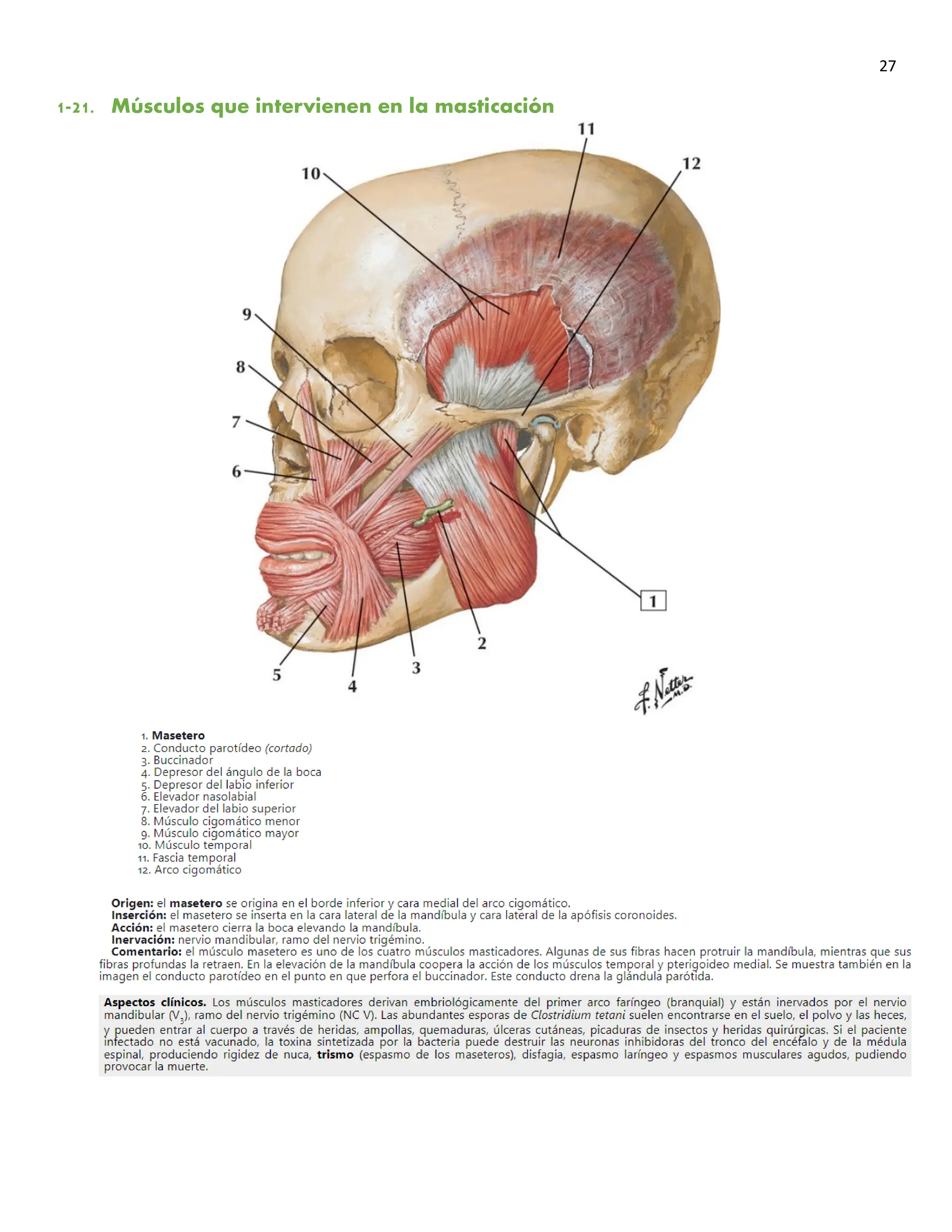 Free Netter Flashcards PDF for Medical Students