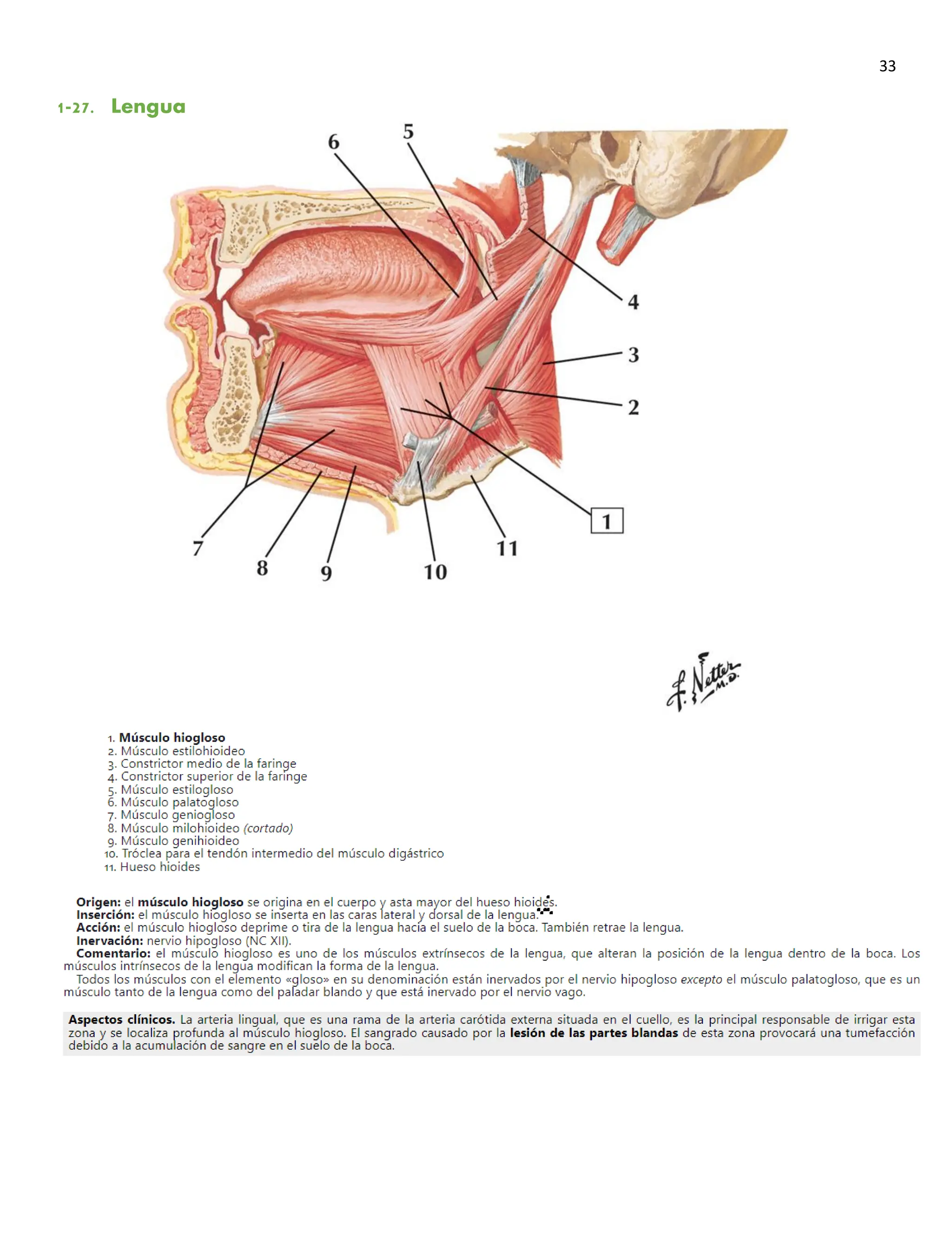 Netter Flashcards Anatomia 6a Edicion.pdf
