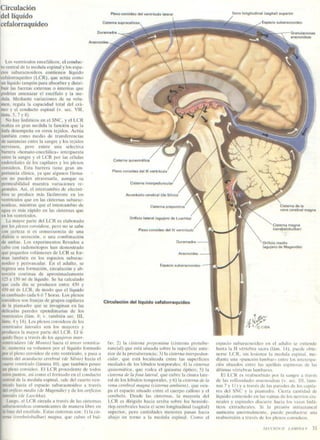 Netter neuroanatomia