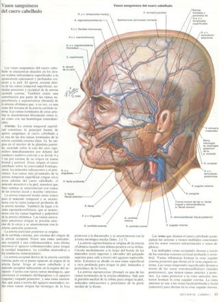 Netter neuroanatomia