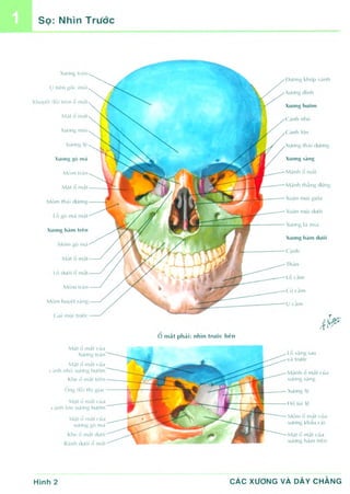 Anatomy Atlas PDF TV vietnamese 7th edition | PDF