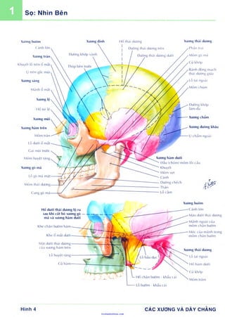 Anatomy Atlas PDF TV vietnamese 7th edition | PDF