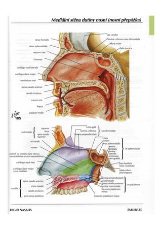 Netterův-anatomický-atlas-s-kapitolami.pdf