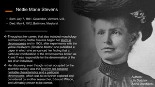 Nettie Marie Stevens
• Born: July 7, 1861, Cavendish, Vermont, U.S.
• Died: May 4, 1912, Baltimore, Maryland
 Throughout her career, that also included morphology
and taxonomy, Nettie Stevens began her study in
chromosomes and in 1905, after experiments with the
yellow mealworm (Tenebrio Molitor) she published a
paper in which she announced her finding that a
particular combination of the chromosomes known as
X and Y was responsible for the determination of the
sex of an individual.
 Her discovery, even though not yet accepted by the
scientific society, was the first firm link between
heritable characteristics and a particular
chromosome, which was to be further explored and
considered by another researcher, Edmund Wilson,
and ultimately proven to be correct.
Authors:
Lily Dudziak
Adina Dorobantu
 