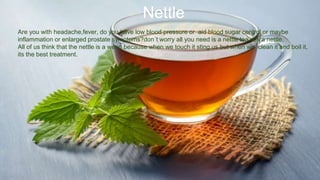 Nettle
Are you with headache,fever, do you have low blood pressure or aid blood sugar control or maybe
inflammation or enlarged prostate symptoms?don´t worry all you need is a nettle tea,yes a nettle.
All of us think that the nettle is a weed because when we touch it sting us but when we clean it and boil it,
its the best treatment.
 