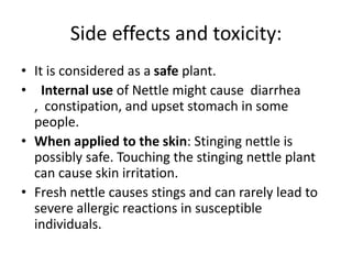 nettle propsal presentation power point Afaf final copy.pptx