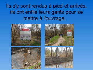 Ils s'y sont rendus à pied et arrivés,
ils ont enfilé leurs gants pour se
mettre à l'ouvrage.
 