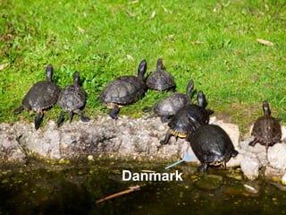 Denmark 
Danmark 
 