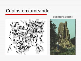 Cupins enxameando
                    Cupinzeiro africano
 