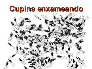 Cupins enxameando 