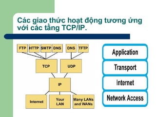 Các giao thức hoạt động tương ứng với các tầng TCP/IP. 