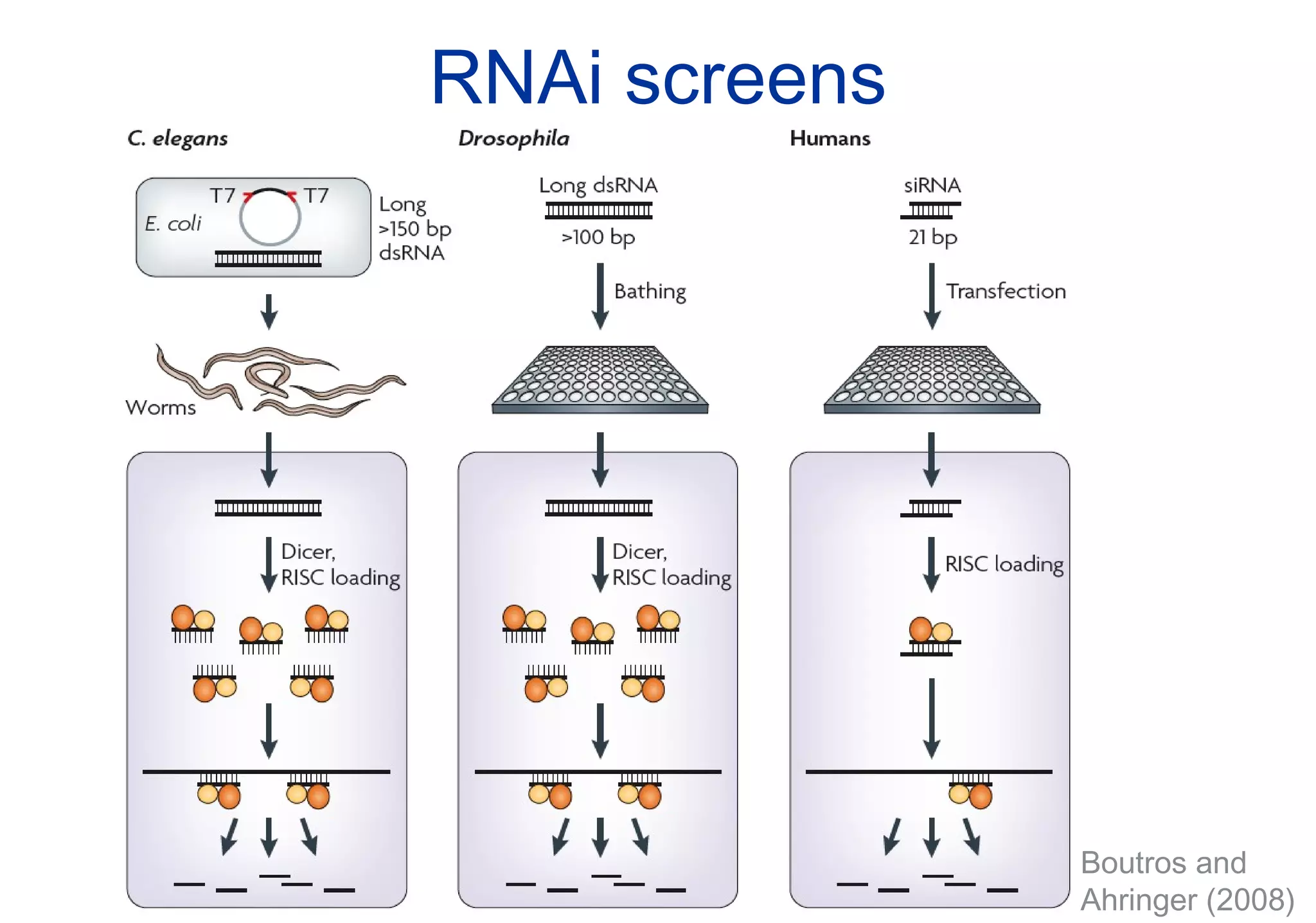 RNAi screens Boutros and  Ahringer (2008) 