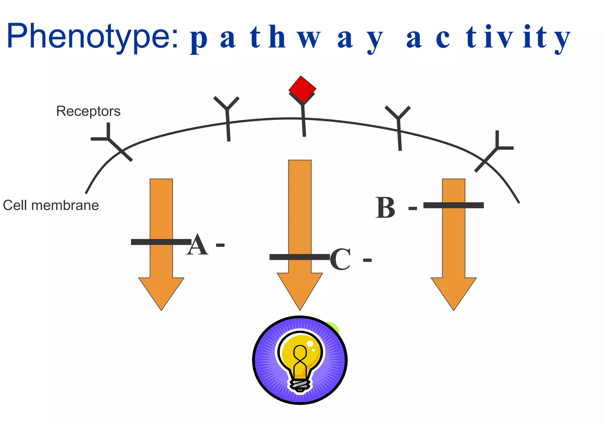 Phenotype:  pathway activity Cell membrane Receptors A- B- C- 