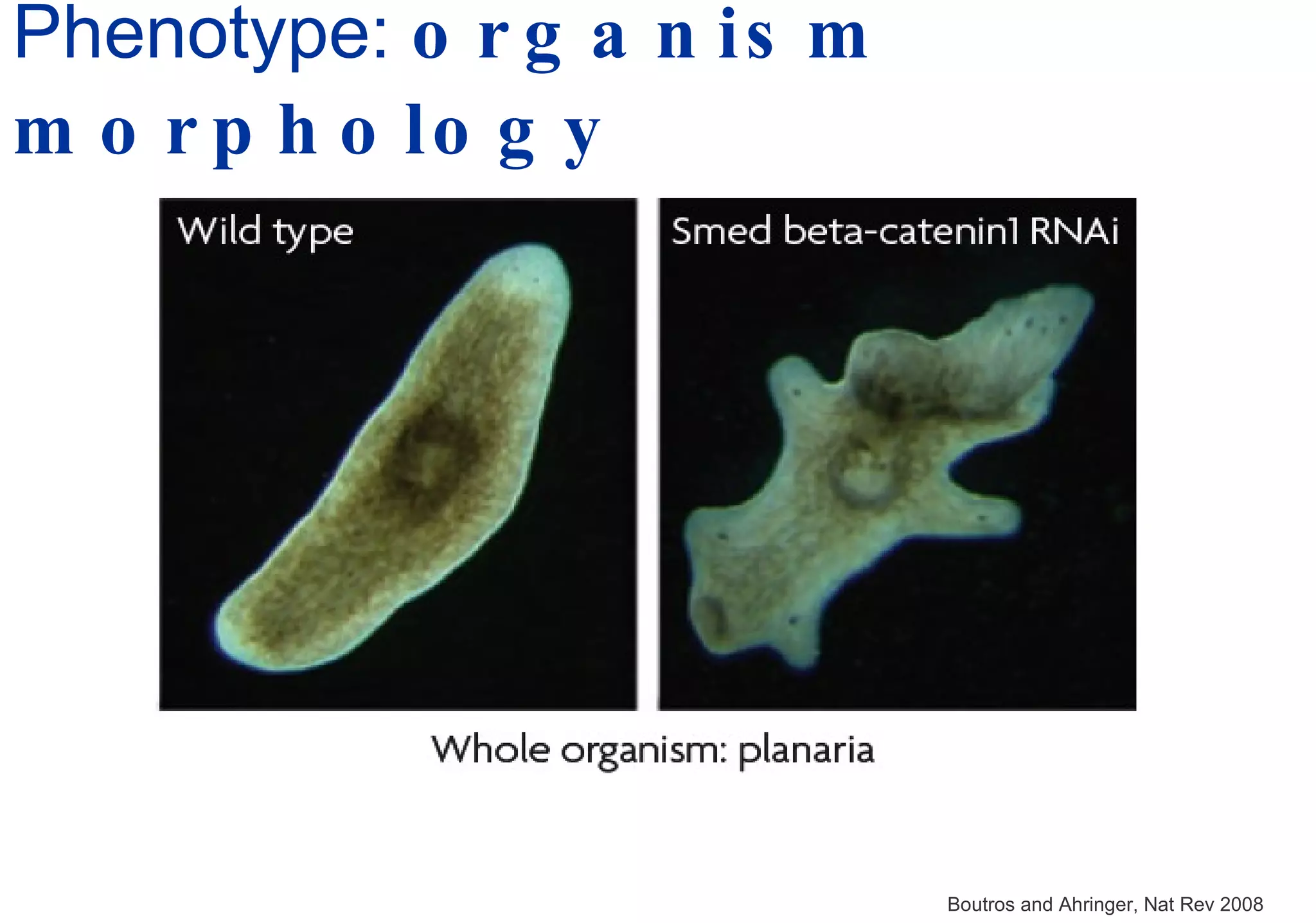 Phenotype:  organism morphology Boutros and Ahringer, Nat Rev 2008 