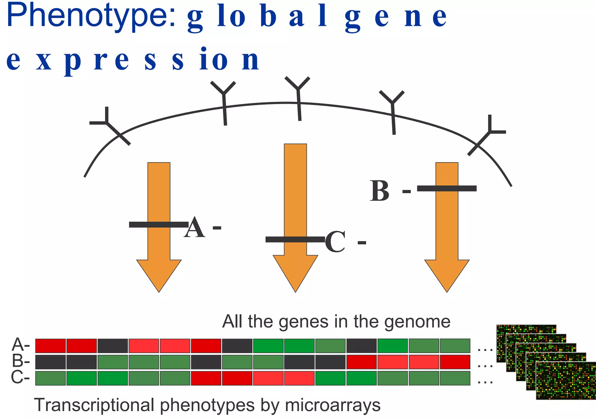 Phenotype:  global gene expression A- B- C- All the genes in the genome Transcriptional phenotypes by microarrays A- B- C- … … … 